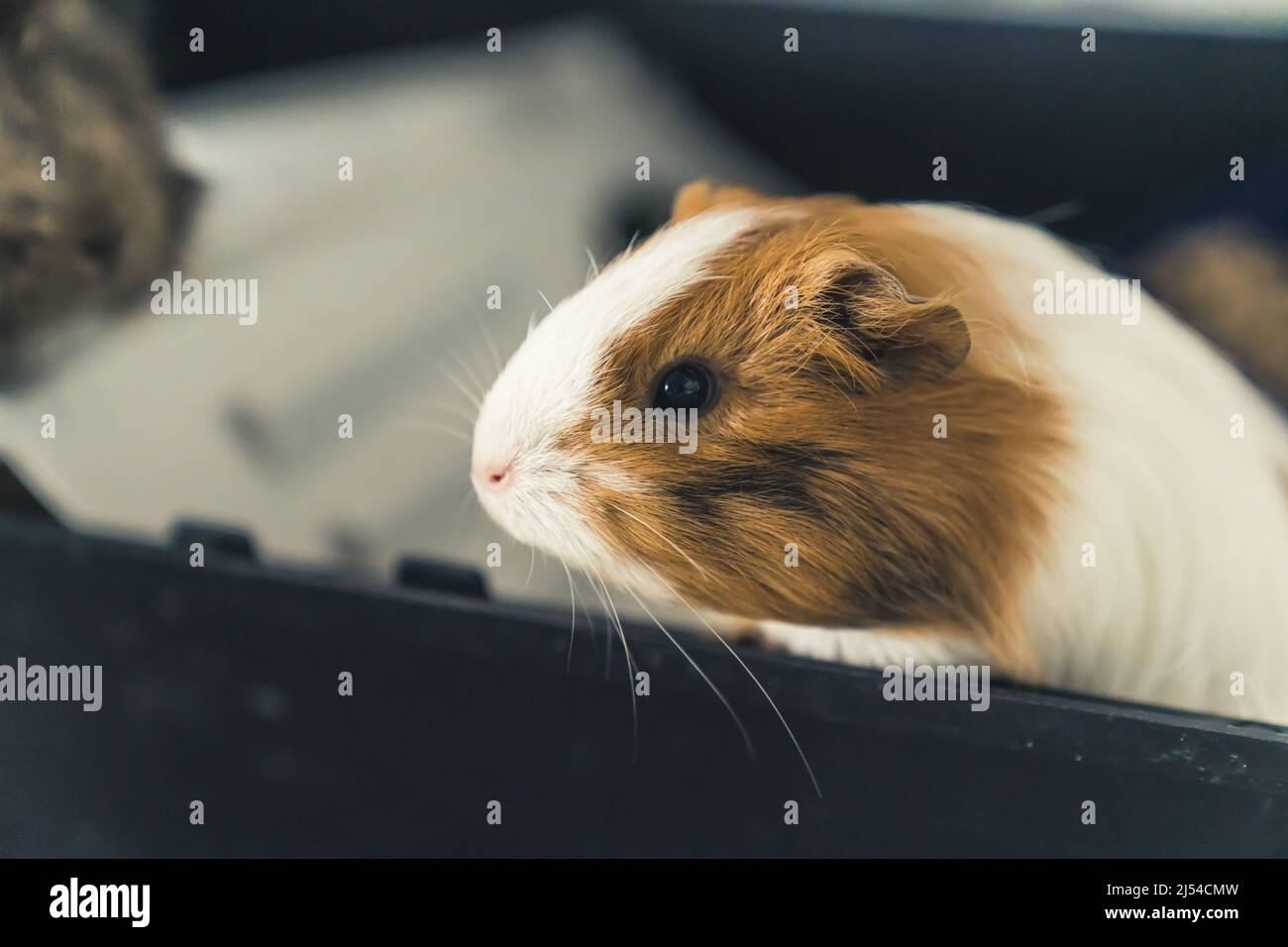 Adorable sheltie white and ginger red guinea pig side shot. Domestic animals concept. High quality photo Stock Photo