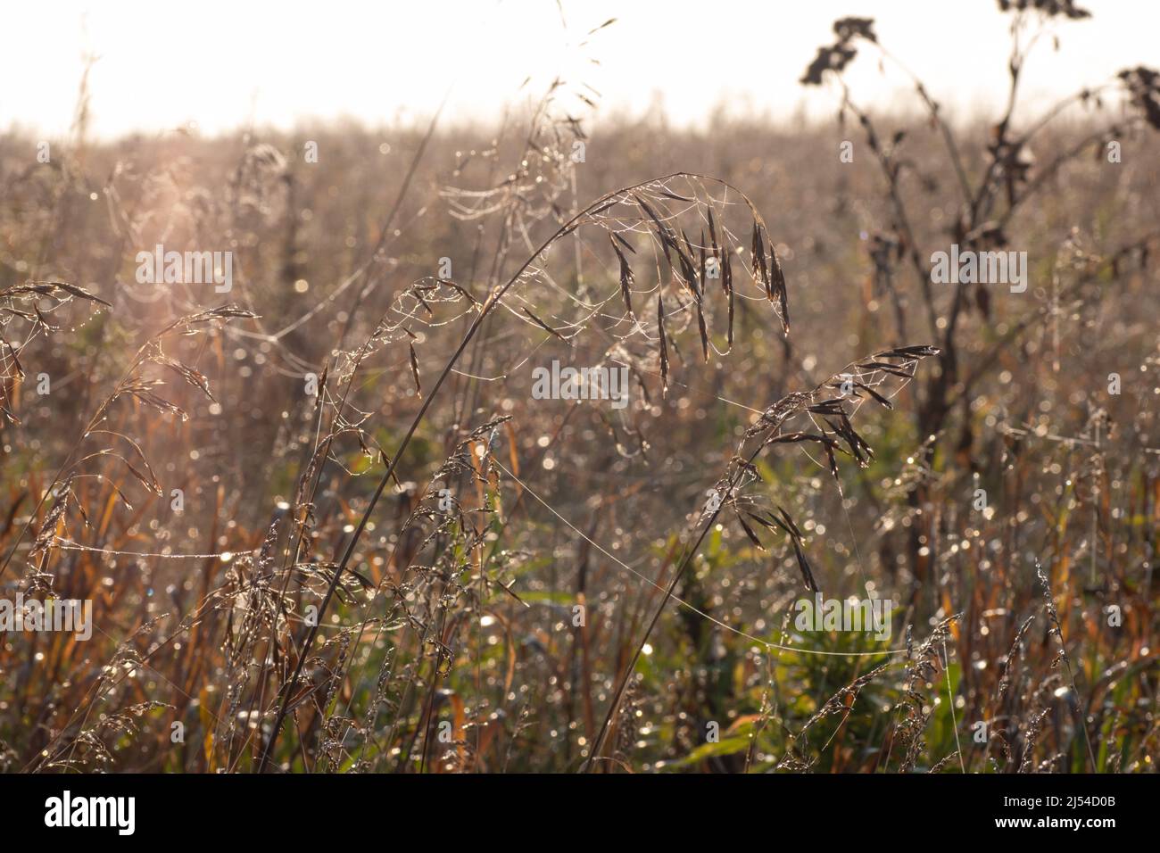 Field with wild brown dry autumn grass with dew drops illuminated by dawn. Beautiful autumn colors. autumn background. Stock Photo