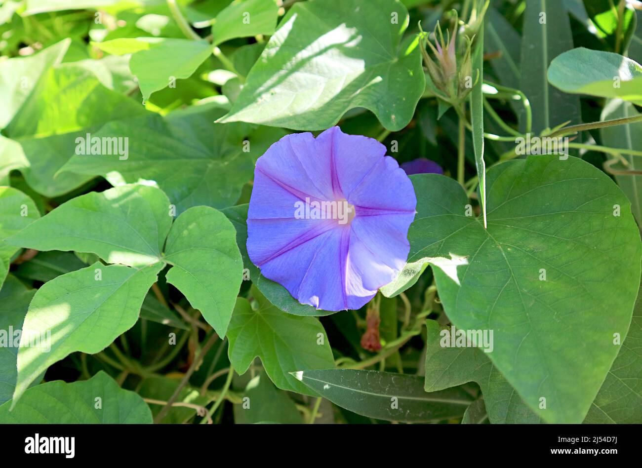 Closeup of Blooming Purple Morning-glory Flower Among Green Foliage Stock Photo