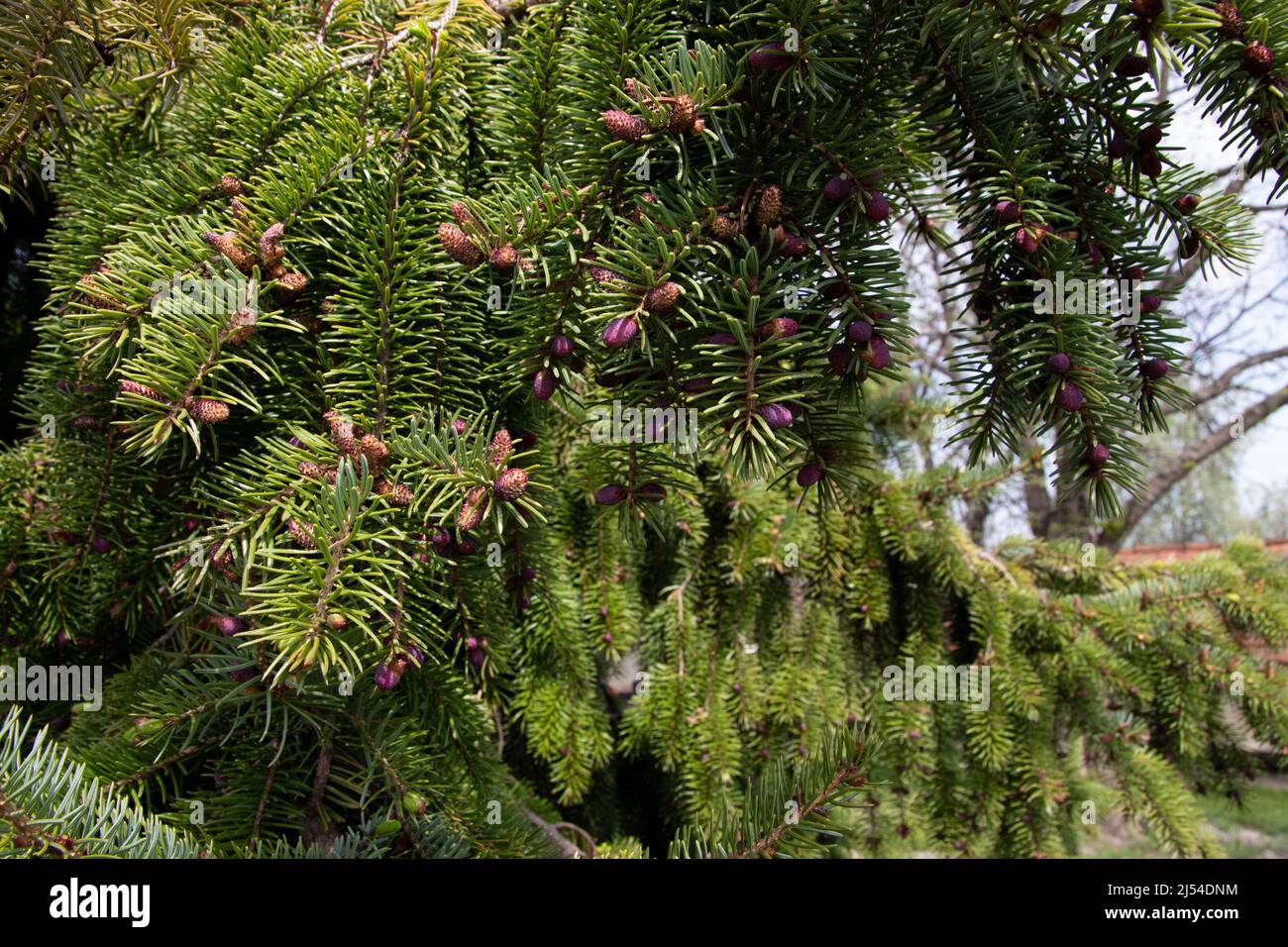 Sitka spruce tree spring background Stock Photo