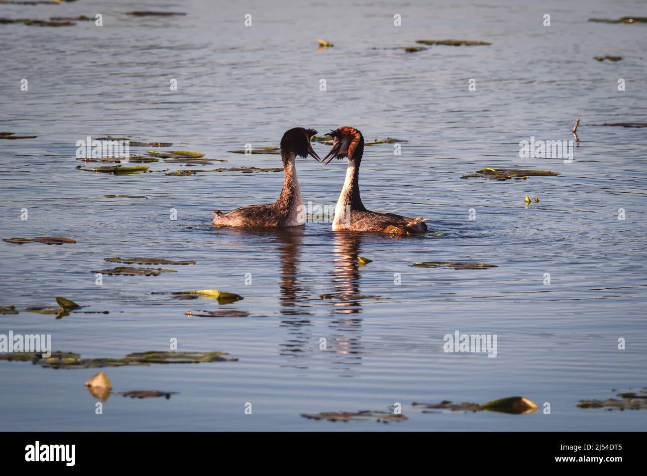 Phenomenal lake scene with animals. Pair of ducks with their beaks towards each other. Stock Photo