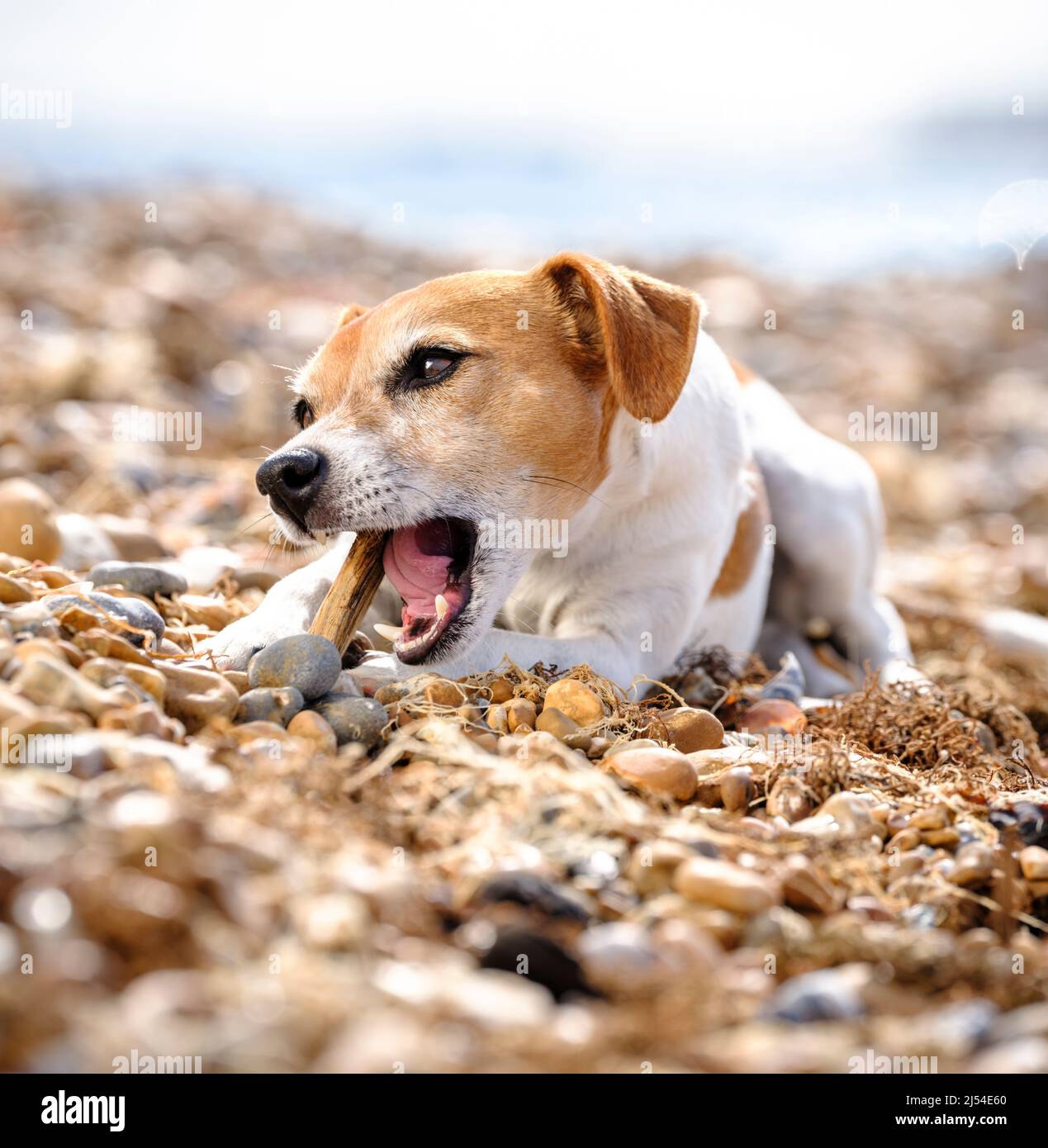 Editorial Use Only - A jack russell terrier enjoys chewing a stick while lying on a shingle beach, East Sussex, UK. Picture by Jim Holden Stock Photo