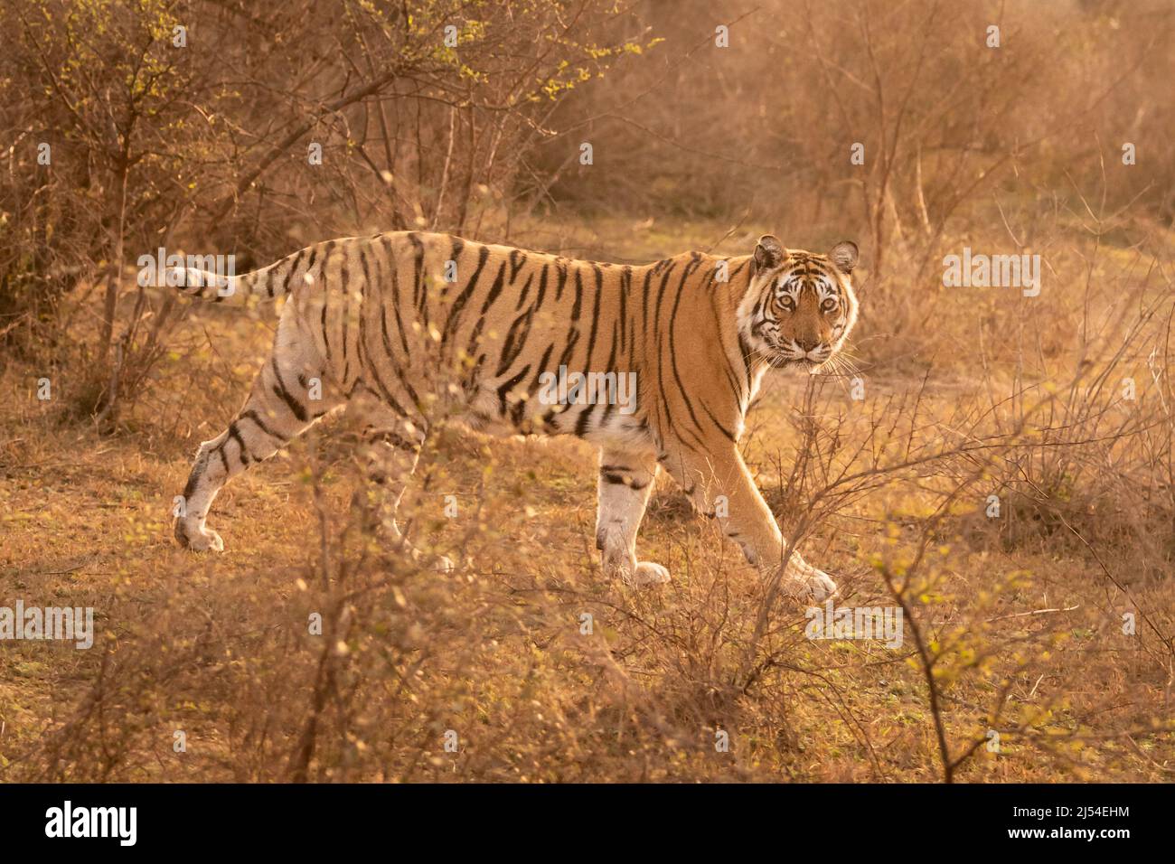 wild bengal female tiger closeup or portrait with pony or broken tail on prowl in outdoor wildlife safari at sariska national park or tiger reserve Stock Photo