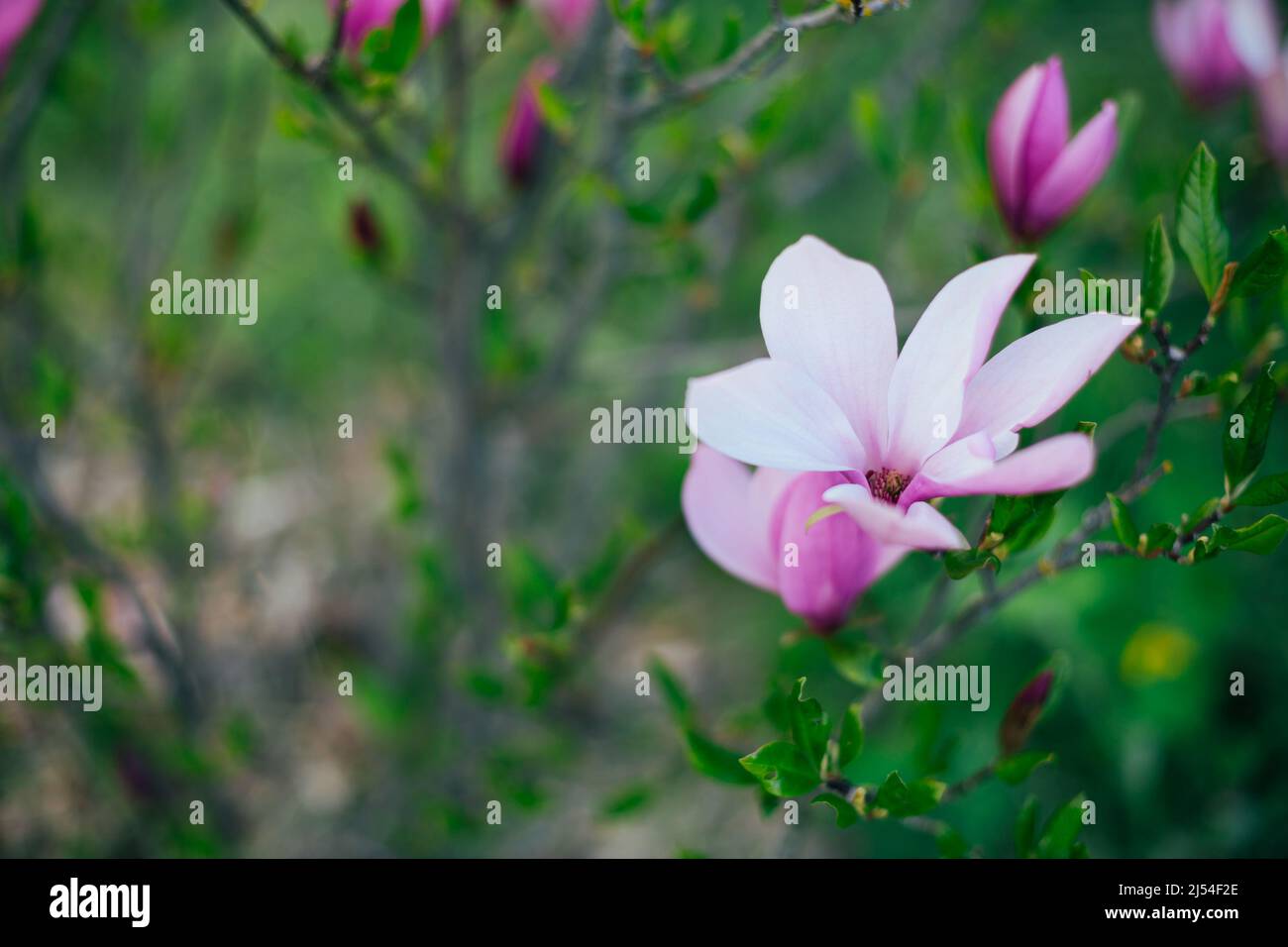 Young magnolia tree in the garden, spring concept Stock Photo - Alamy