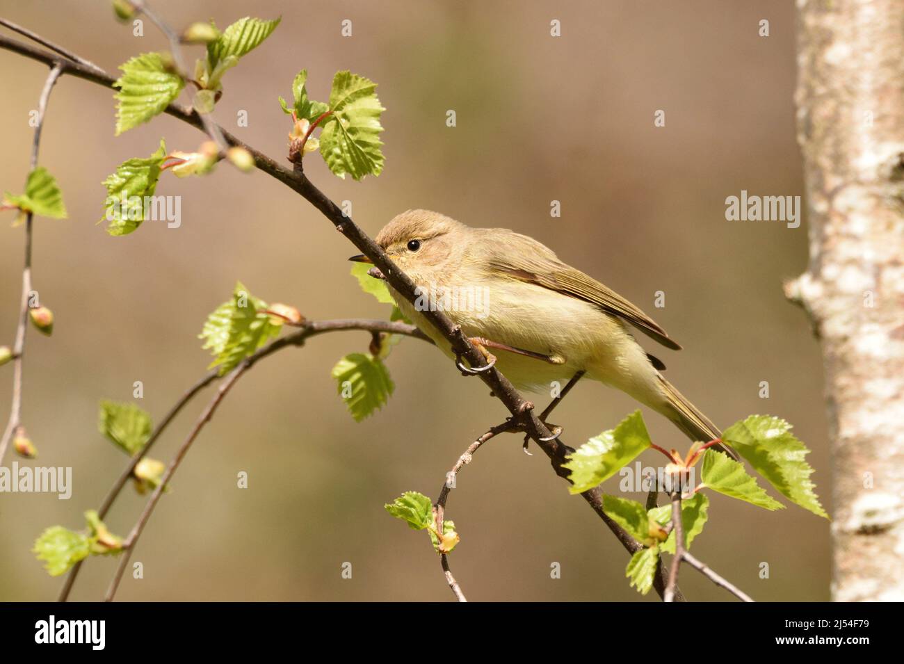 Chiffchaff perching on a birch twig during spring. London, England, UK. Stock Photo