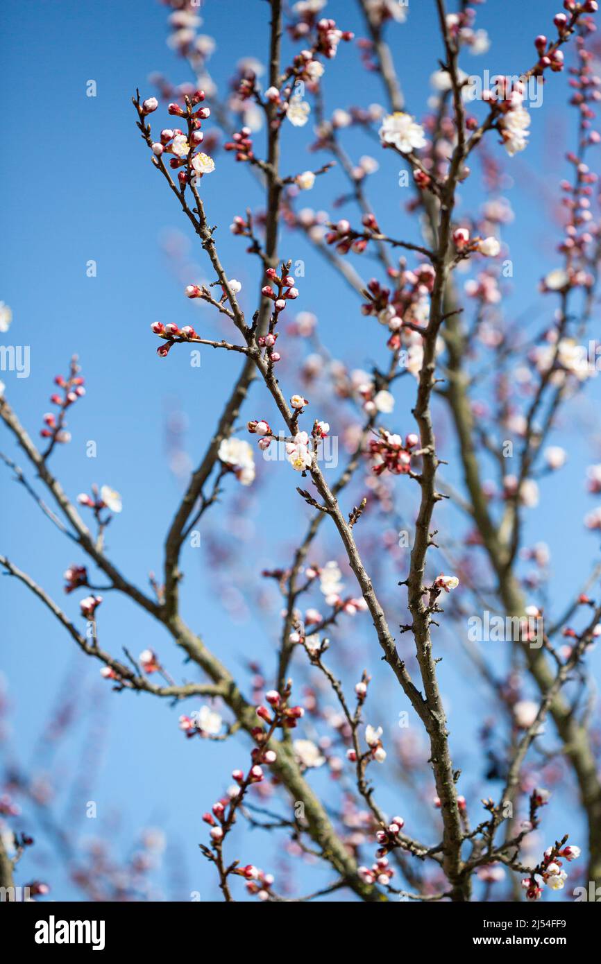Spring flowers on fruits tree and blue sky Stock Photo