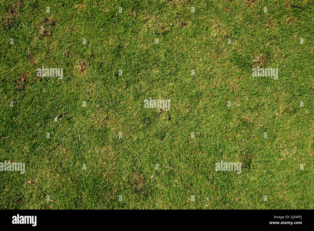 green short grass texture background Stock Photo - Alamy