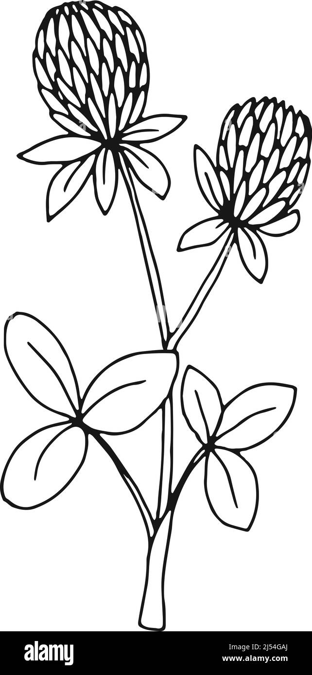 Clover botanical illustration. Natural plant. Herb sketch Stock Vector
