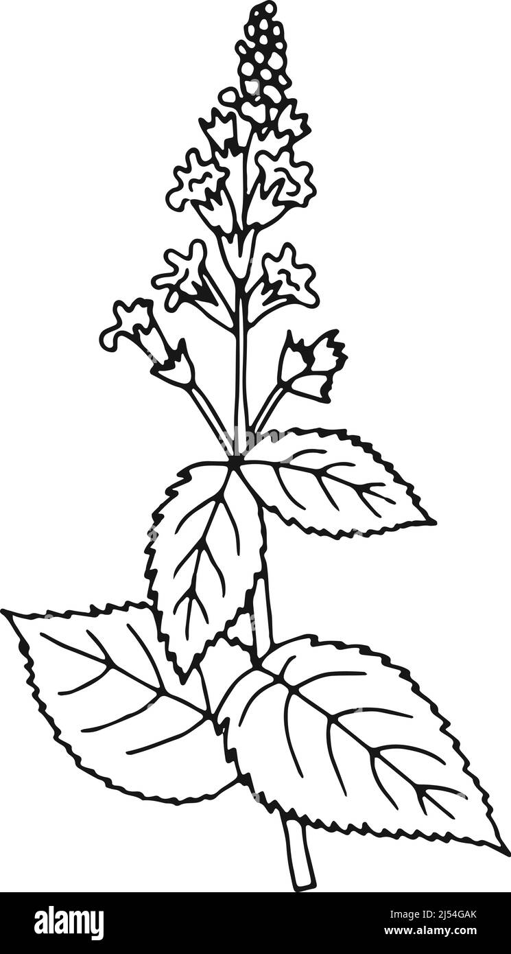 Urtica herb. Nettles plant hand drawn illustration Stock Vector