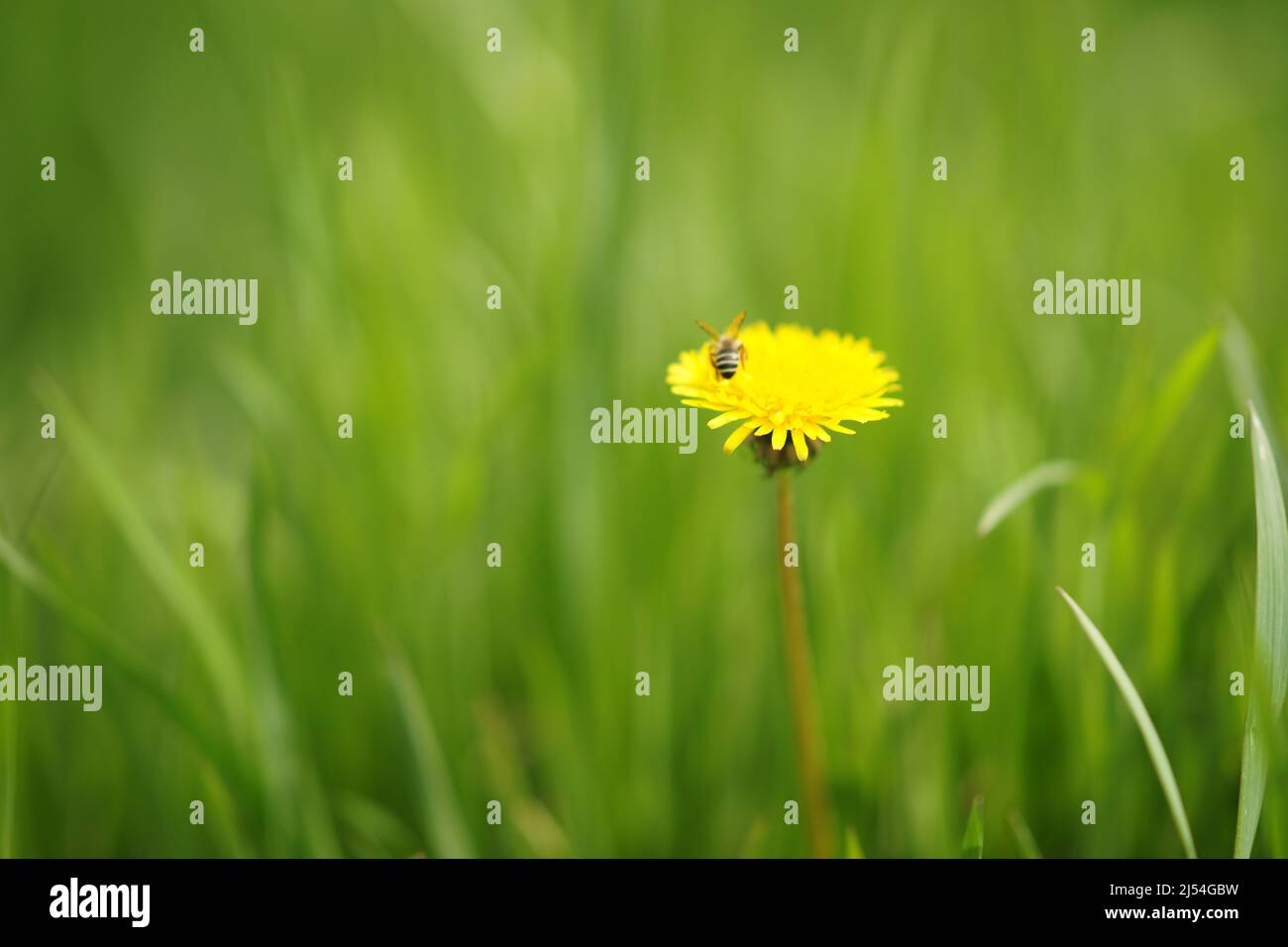 Bee dandelion daisy hi-res stock photography and images - Alamy