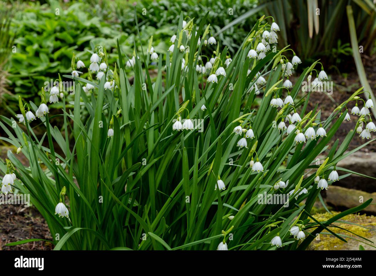 Leucojum Vernum flowers. (Spring snowflake). Stock Photo