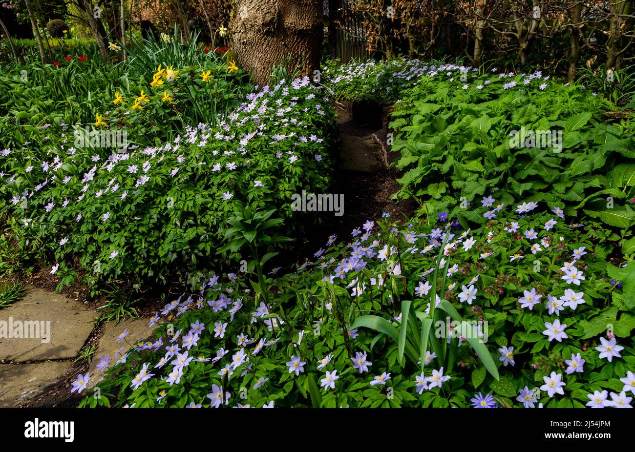 Anemone Nemorosa Robinsoniana edging a garden path in an English country garden. Stock Photo