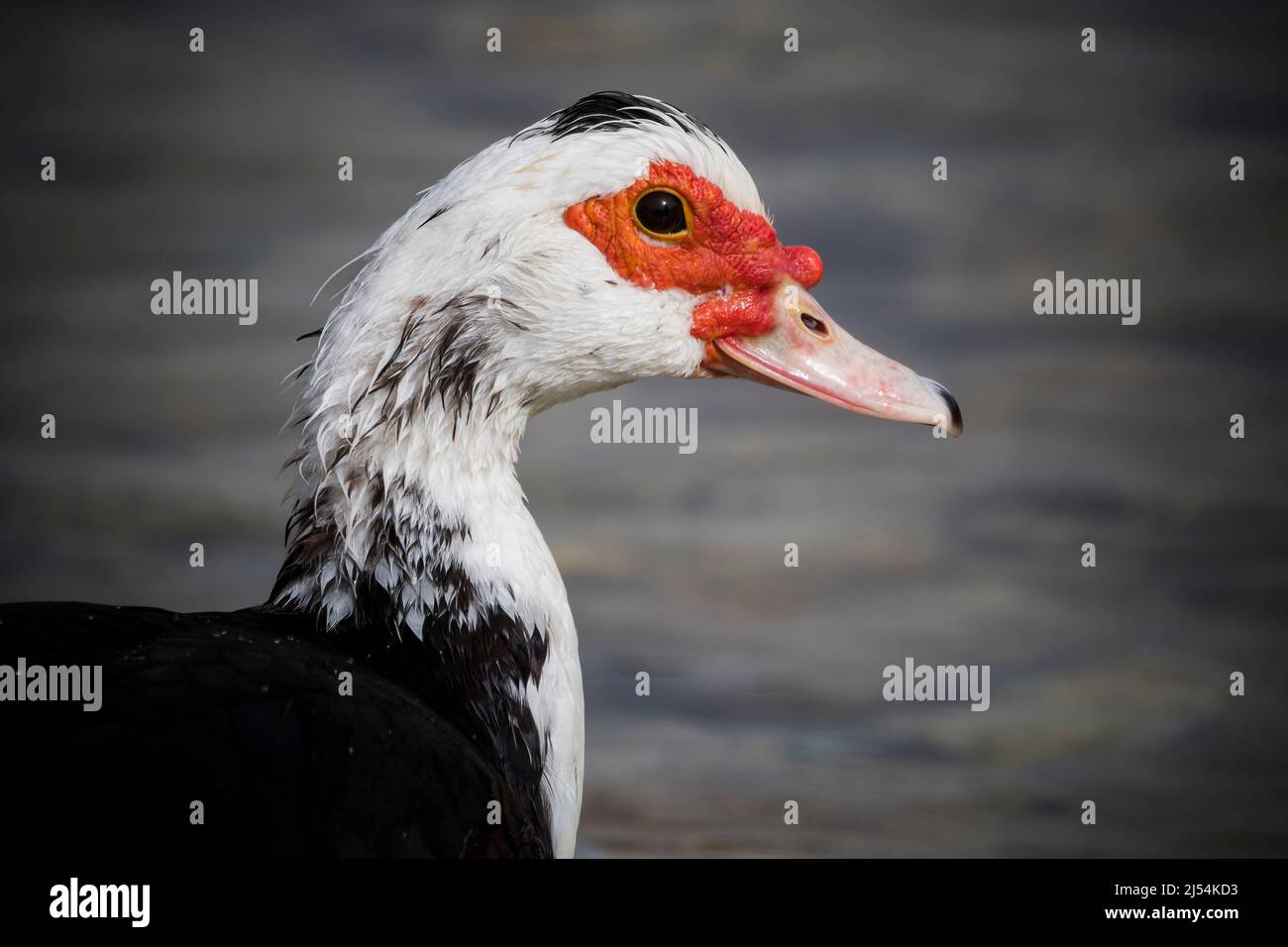 Muscovy duck in profile swimming up river on Crete Stock Photo