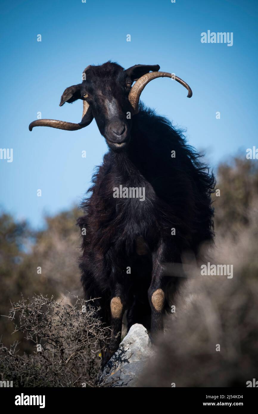 Wild goat on hillside on Greek island of Crete Stock Photo