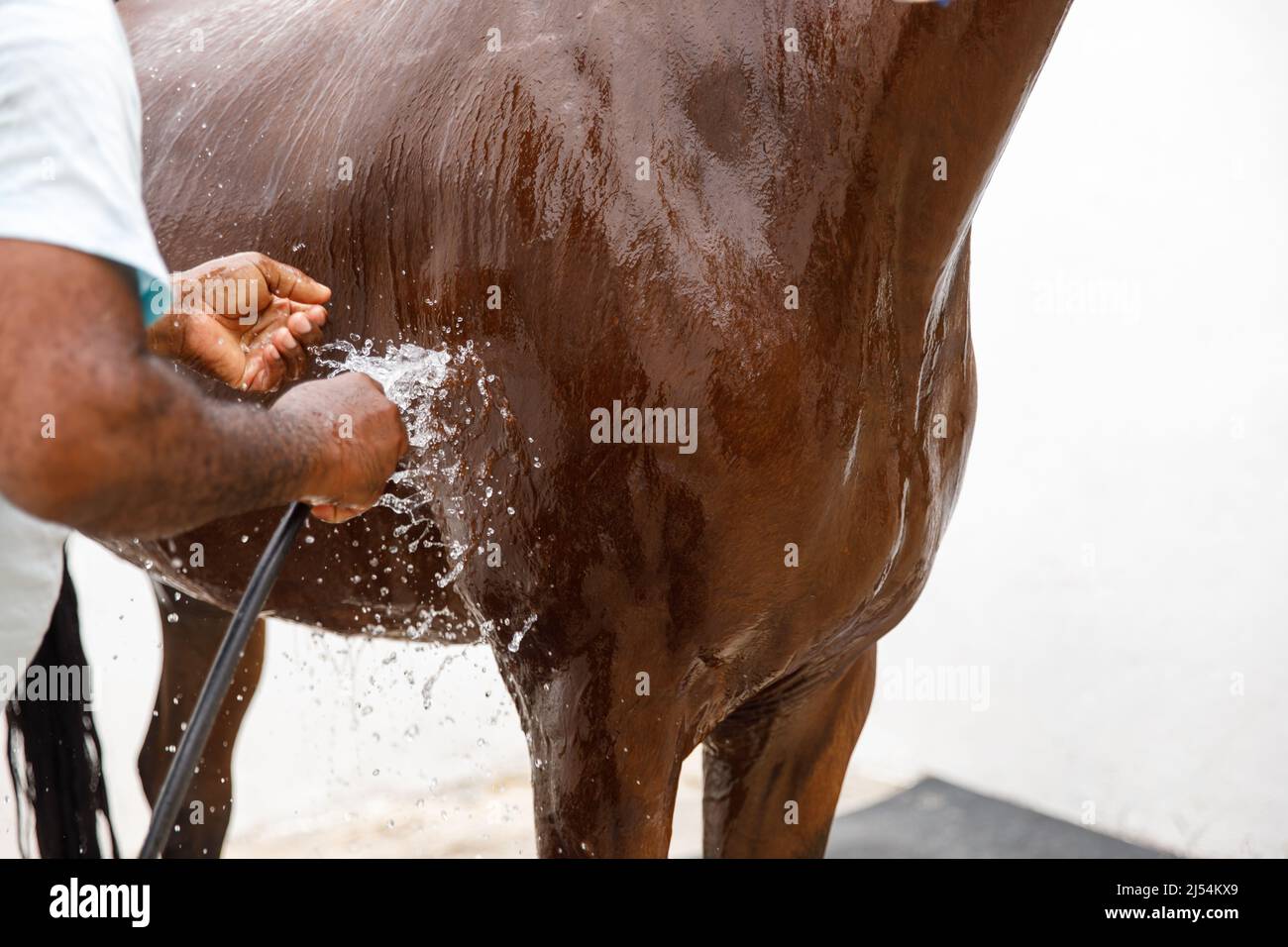 Horse portrait in spray of water. Horse shower at the stable Stock Photo