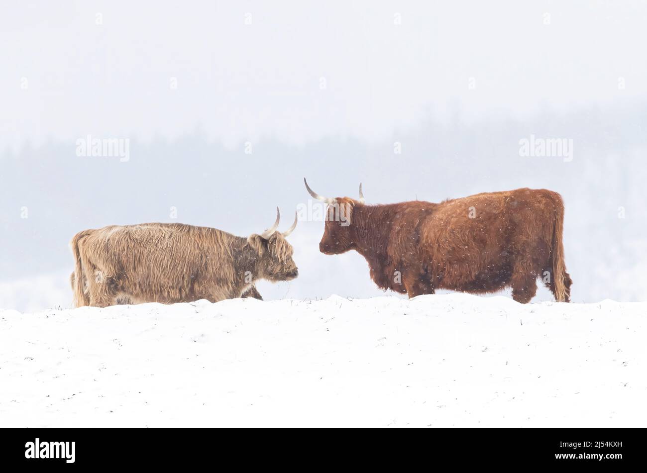 Highland cattle feeding in a snowy field in winter in Canada Stock Photo