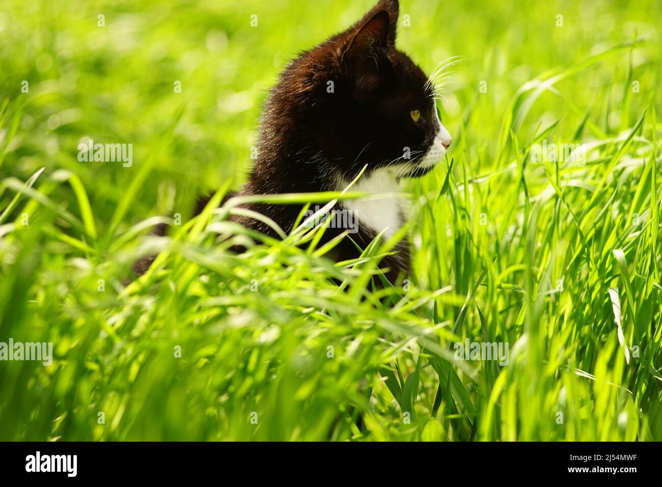 Black white cat rest in vivid green grass on a spring day Stock Photo ...