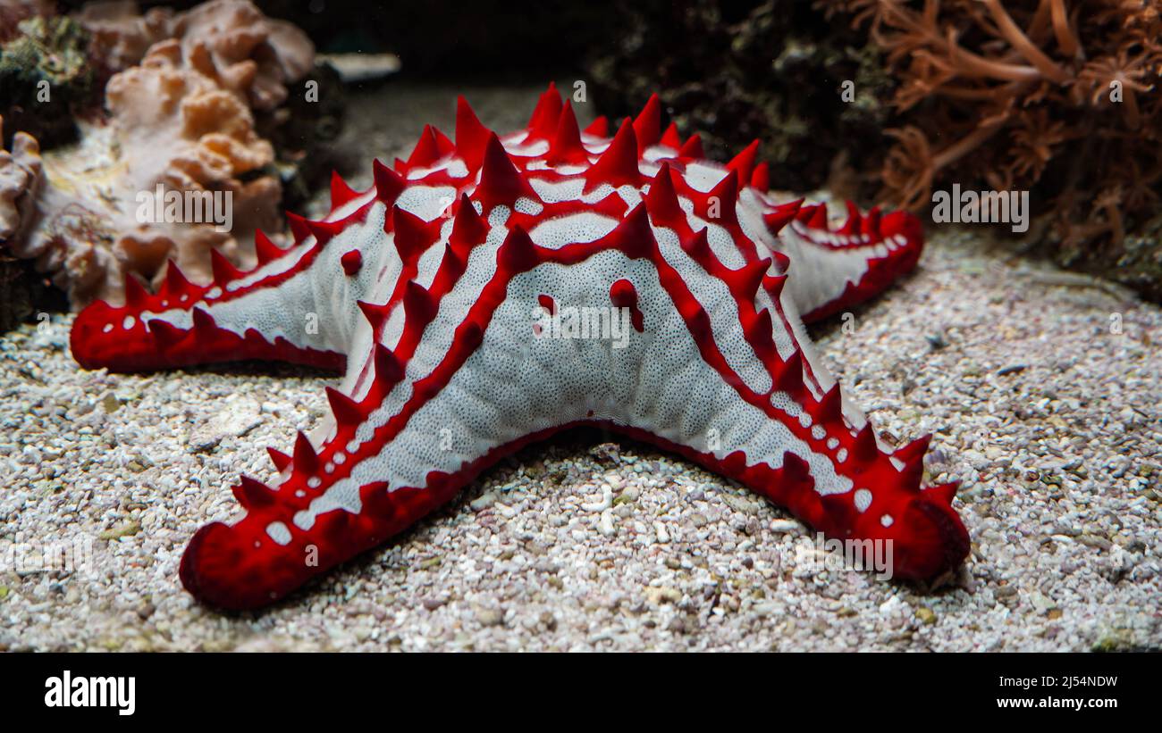 Red-knobbed Sea Star (Protoreaster lincki), seastar / starfish Stock Photo