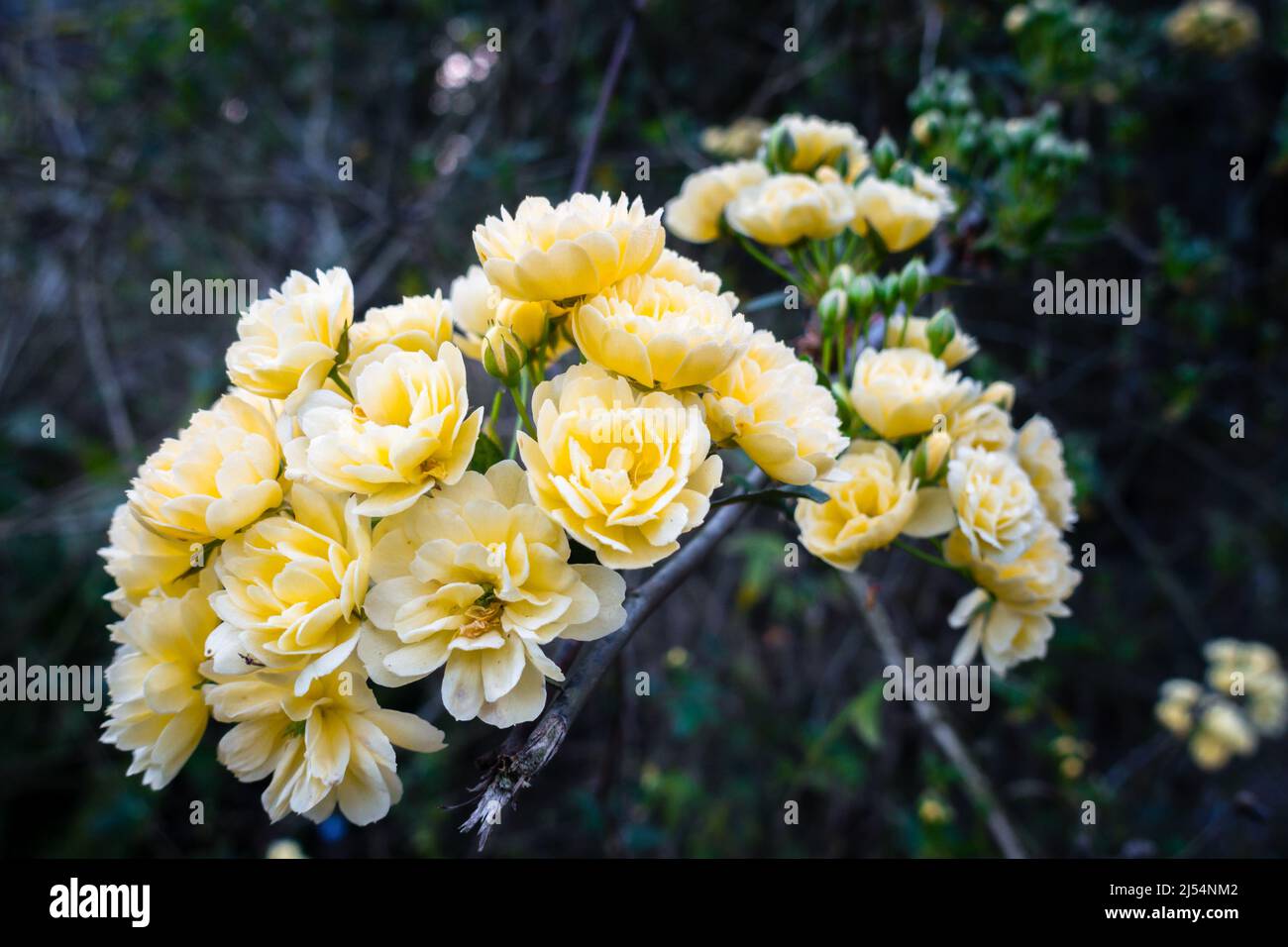 A close up shot of Yellow Garden Roses, Garden roses are predominantly hybrid roses that are grown as ornamental plants in private or public gardens. Stock Photo