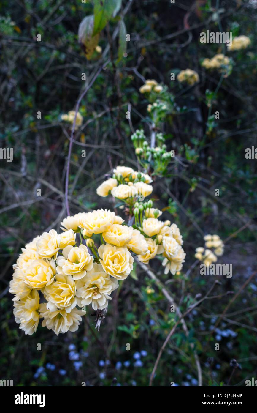 A close up shot of Yellow Garden Roses, Garden roses are predominantly hybrid roses that are grown as ornamental plants in private or public gardens. Stock Photo