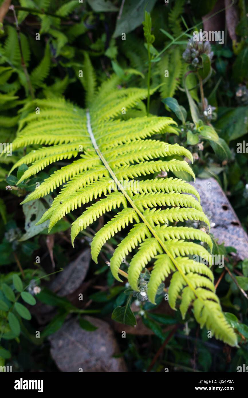 A close-up shot of Christella normalis, synonym Thelypteris kunthii, sometimes known as Kunth's maiden fern or southern shield fern Stock Photo