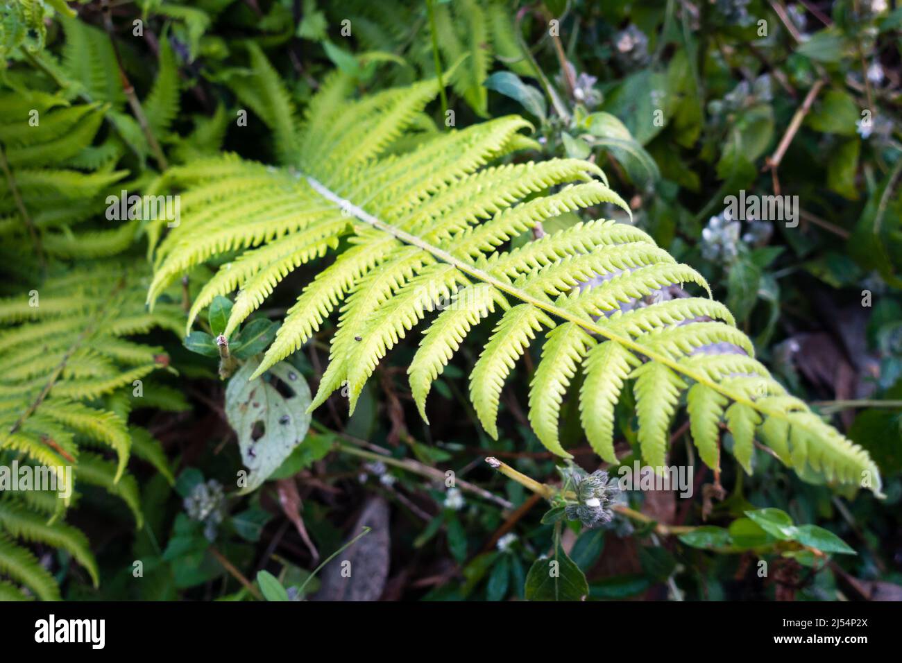 A close-up shot of Christella normalis, synonym Thelypteris kunthii, sometimes known as Kunth's maiden fern or southern shield fern Stock Photo