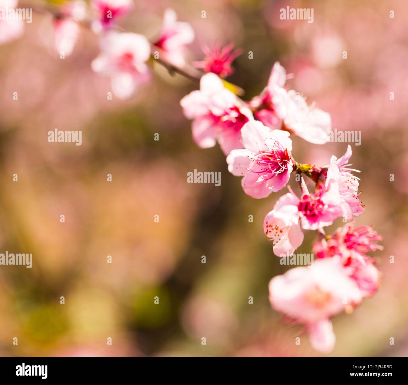 Peach and purple flowers hires stock photography and images Alamy