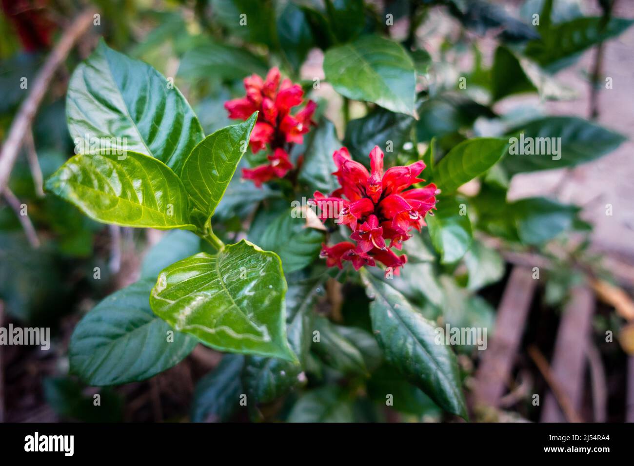 Cestrum fasciculatum flowers and leaves, it is a species of flowering plant in the family Solanaceae known by the common names early jessamine and red Stock Photo