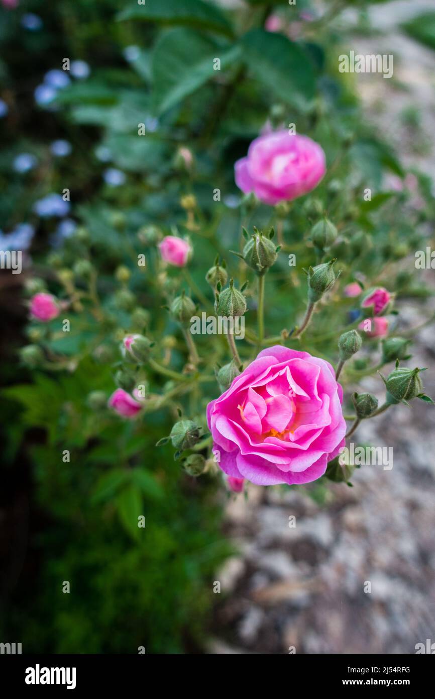 A close up shot of pink Garden Roses, Garden roses are predominantly hybrid roses that are grown as ornamental plants in private or public gardens. Stock Photo