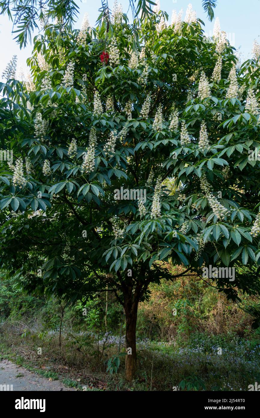A shot of horse chestnut tree in full bloom with flowers, Aesculus