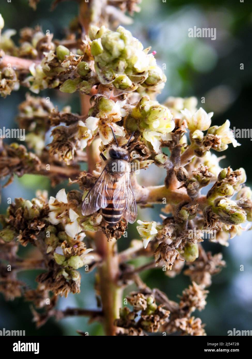 A close up shot of a honey bee on mango tree fruit sprouts and flowers. Mangifera indica commonly known as mango. A shot of fruit bearing tree with sm Stock Photo