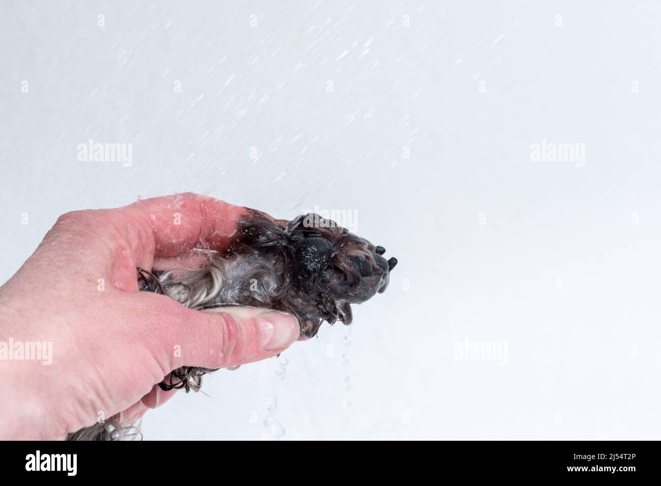 Hand holding a wet paw of a dog on a white background. Washing the paws