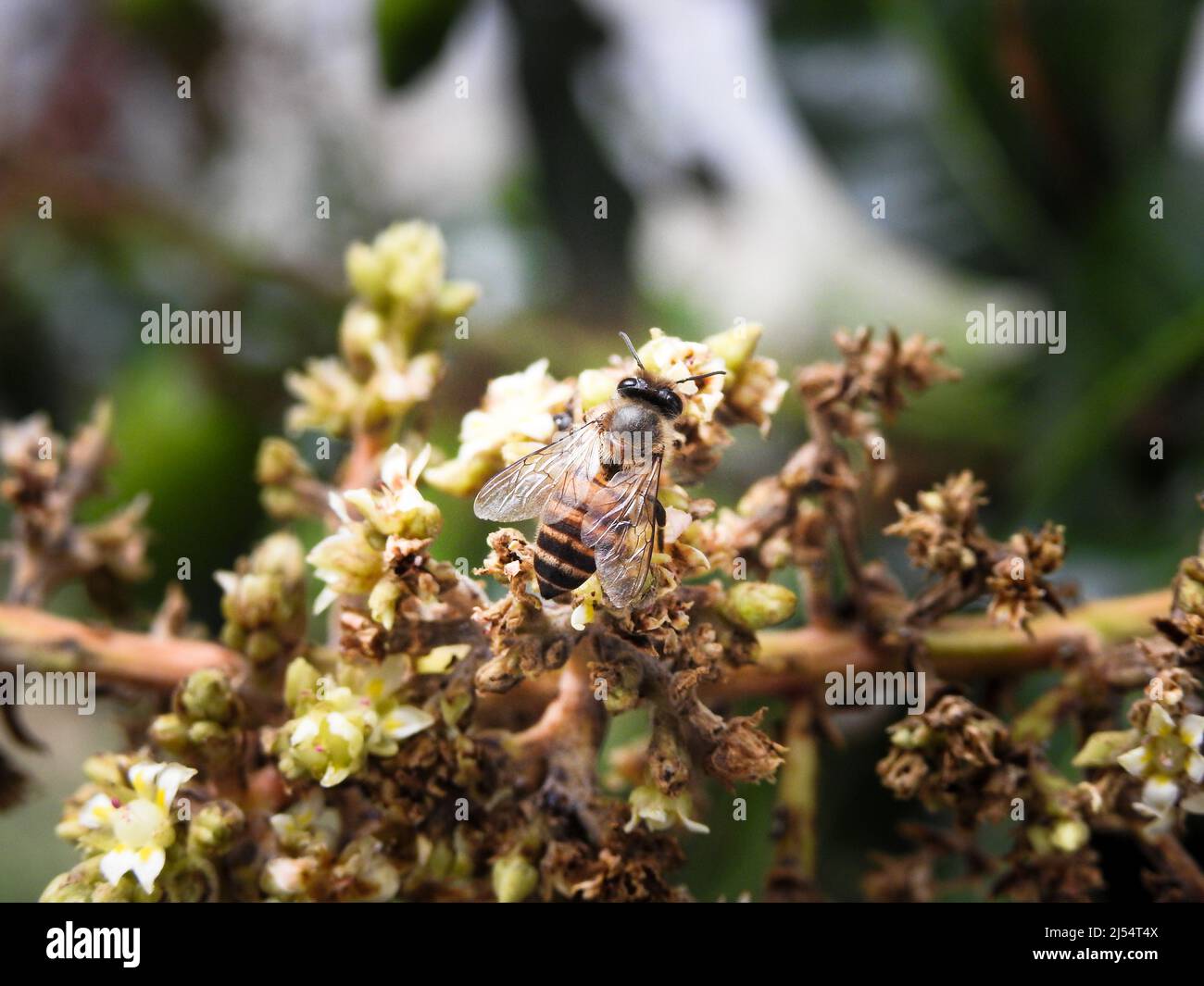 A close up shot of a honey bee on mango tree fruit sprouts and flowers. Mangifera indica commonly known as mango. A shot of fruit bearing tree with sm Stock Photo