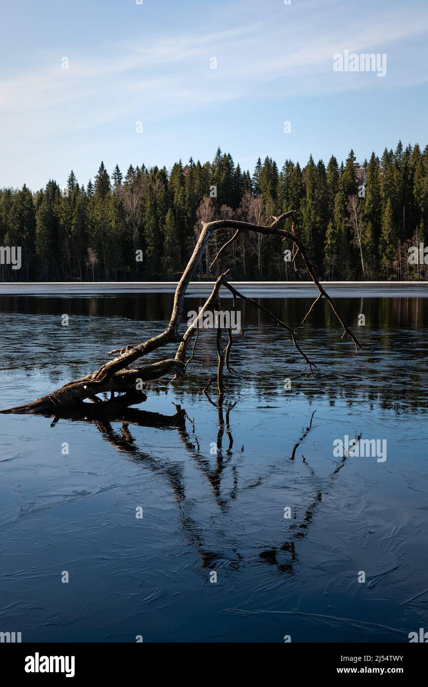 Branches of a fallen tree above the water of a lake with thin layer of ice Stock Photo