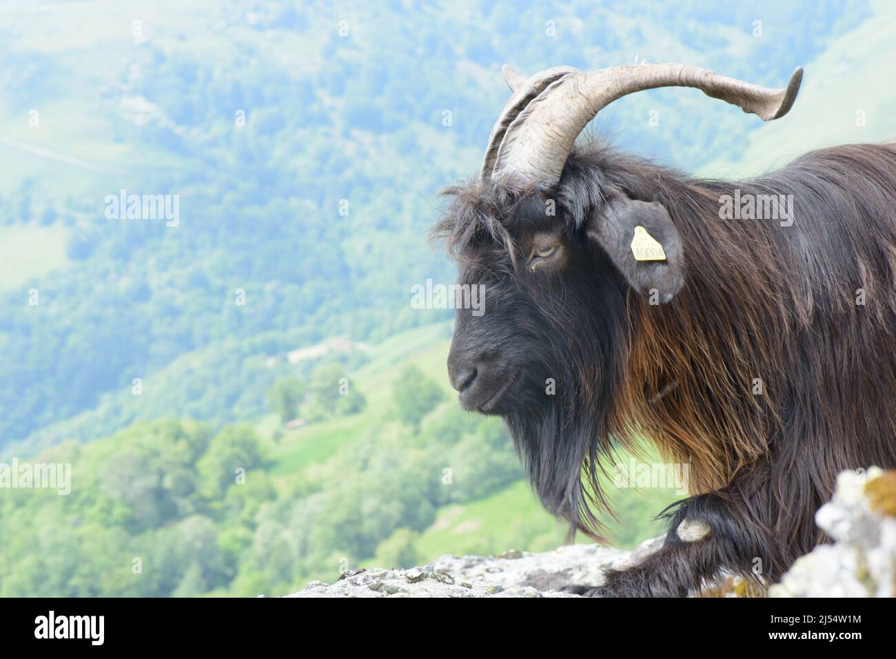 Close up portrait of Pyrenean goat breed on green valley hillside in Basque country France Stock Photo