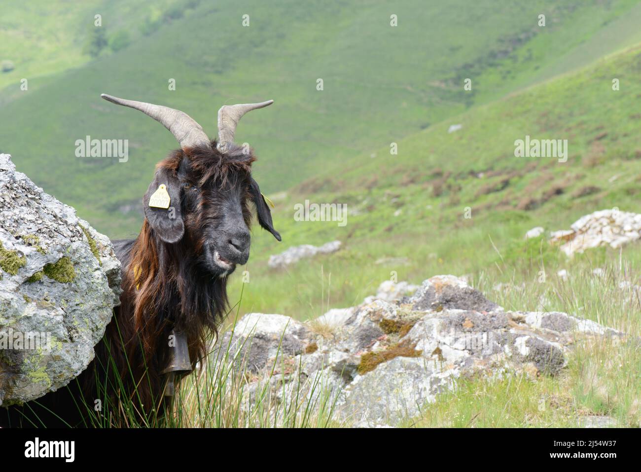 Pyrenean goat breed in the Basque country hills and valleys south west France Stock Photo