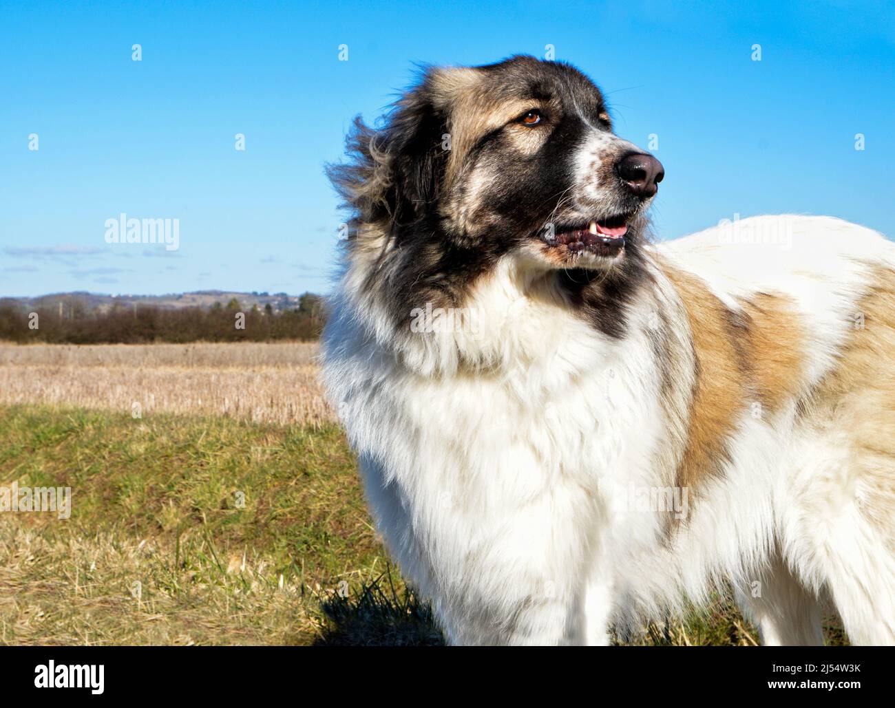 Beautiful Pyrenean Mountain Dog in the city, this is a sheepdog breed. Stock Photo