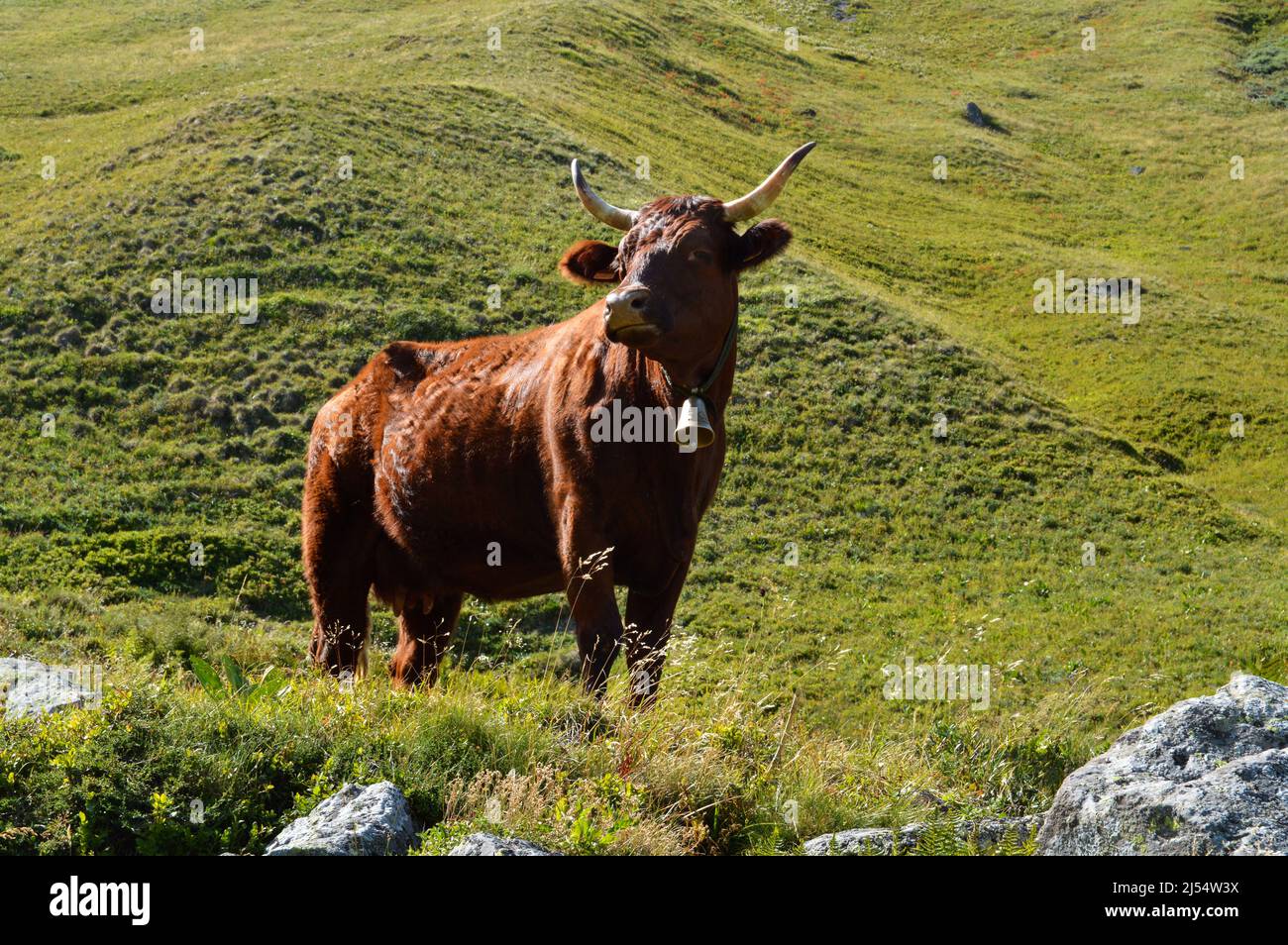 Salers cow breed in the mountain pasture Stock Photo