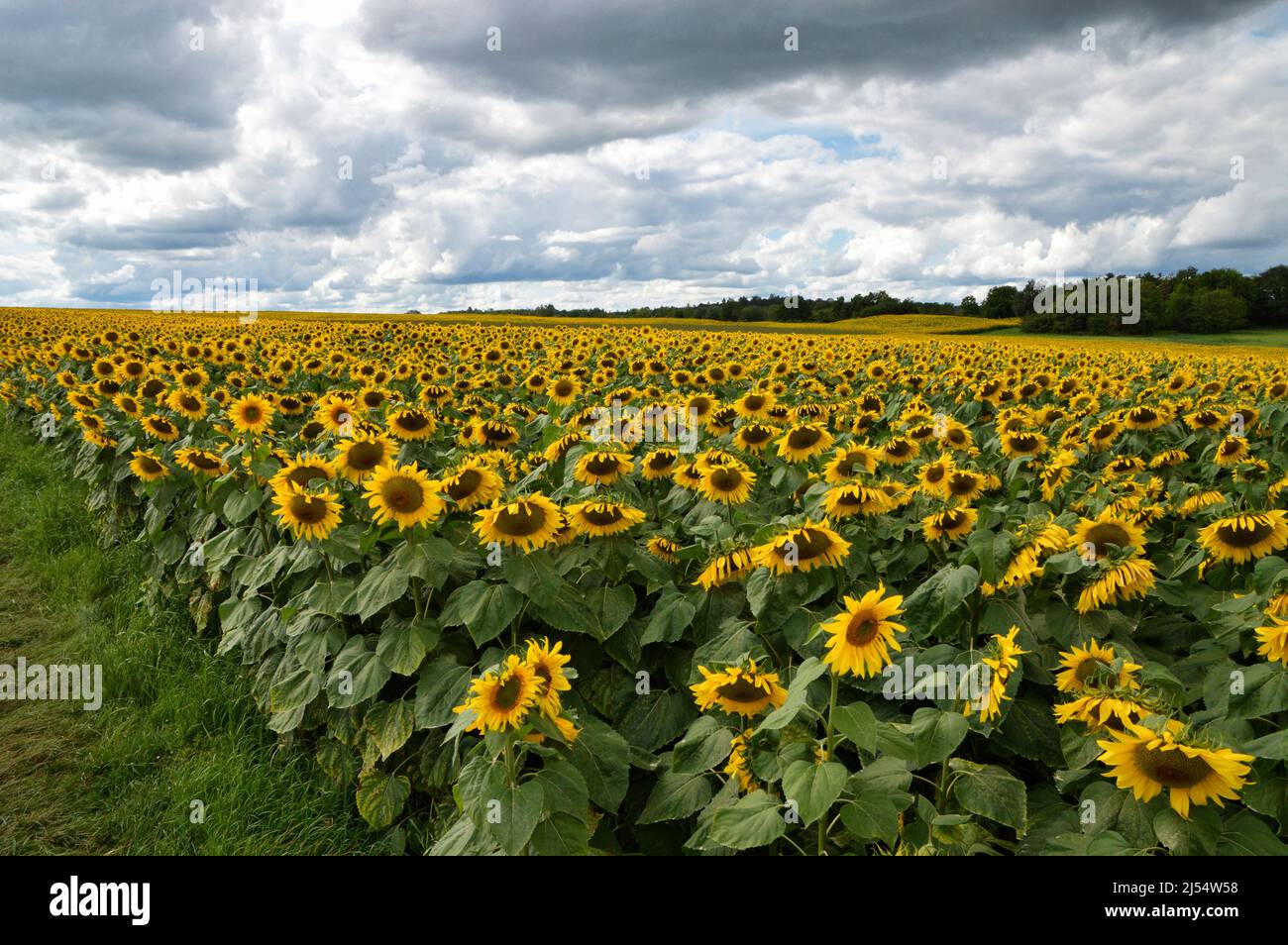 A beautiful sunflower field for making sunflower oil or biofuel. Stock Photo