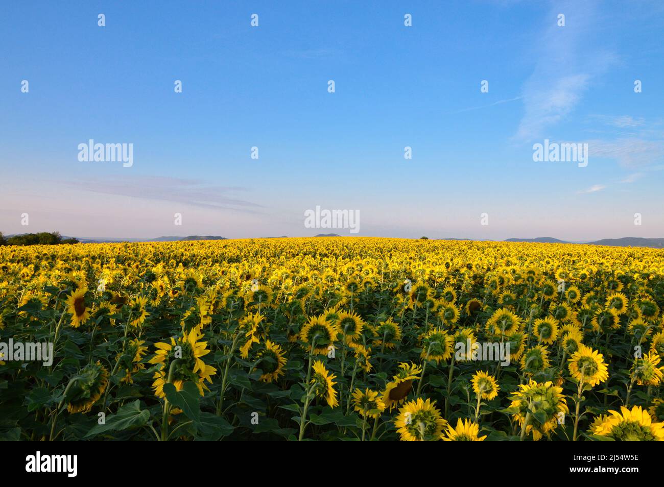 A beautiful sunflower field at dusk for making sunflower oil or biofuel. Stock Photo