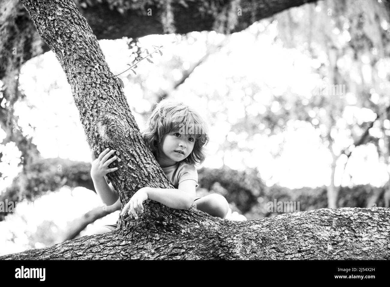 Kids climbing trees. Outdoors portrait of cute preschool boy Child climb a tree. Stock Photo