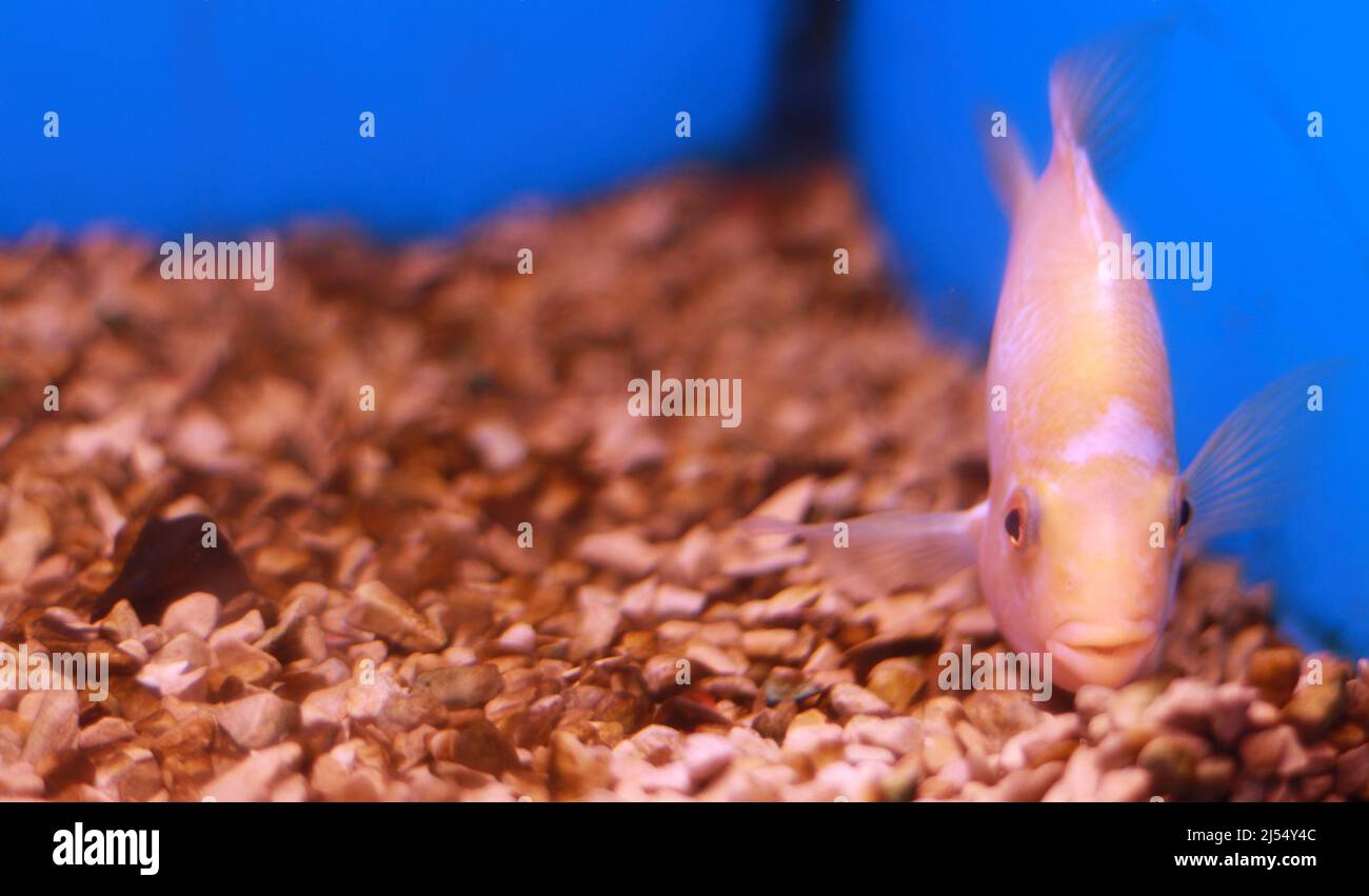 Live Fresh water pink color Fish Nature Aquariums Stock Photo