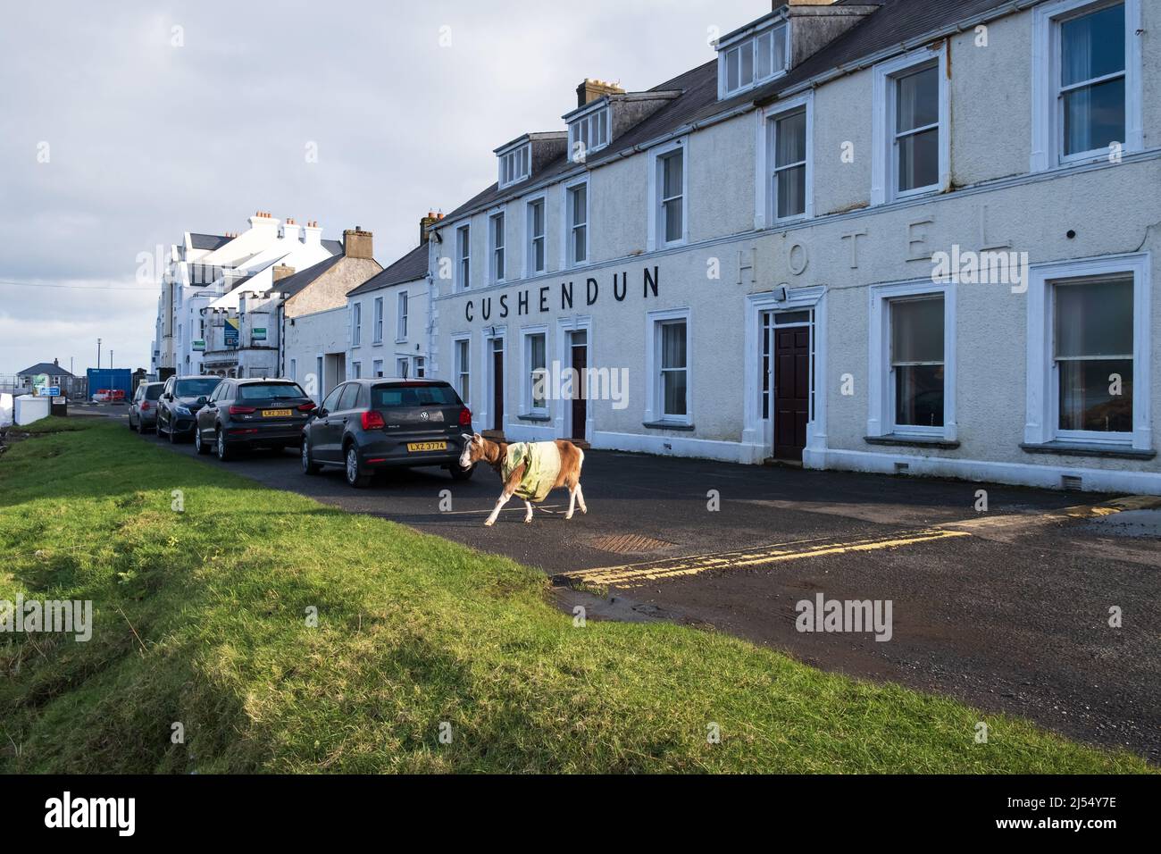 Goat in high visibility jacket walking towards the grass verge outside the Cushendun Hotel in Co. Antrim Northern Ireland Stock Photo