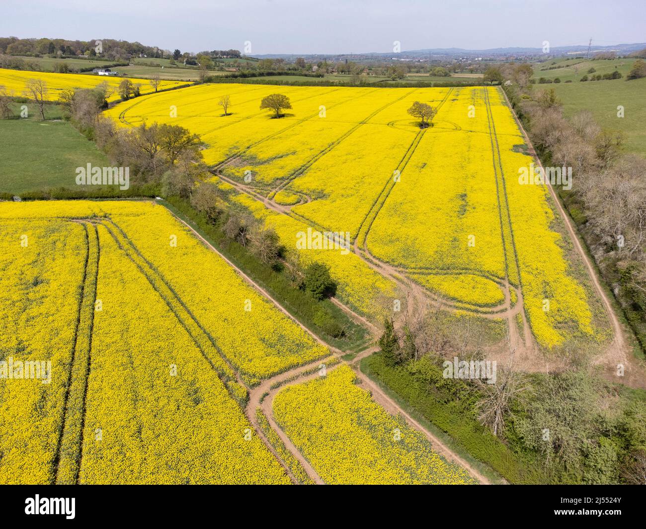 Bright yellow Rapeseed fields in the Worcestershire countryside, England. Stock Photo