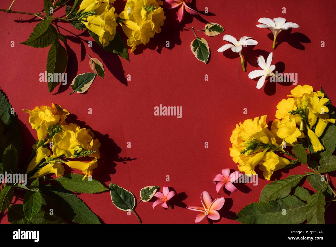 Flower background of multicolor flowers arranged in circle and blank space in middle to write texts and wishes. Floral background in red maroon backdr Stock Photo