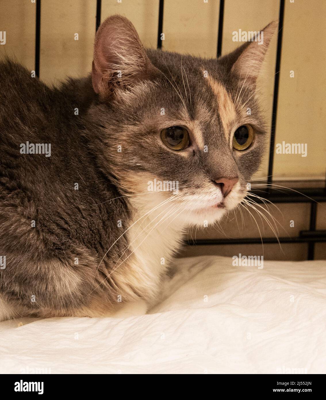 One grey nice cat at shelter, social issue, sick kitten at the clinic, help animals, social issue Stock Photo