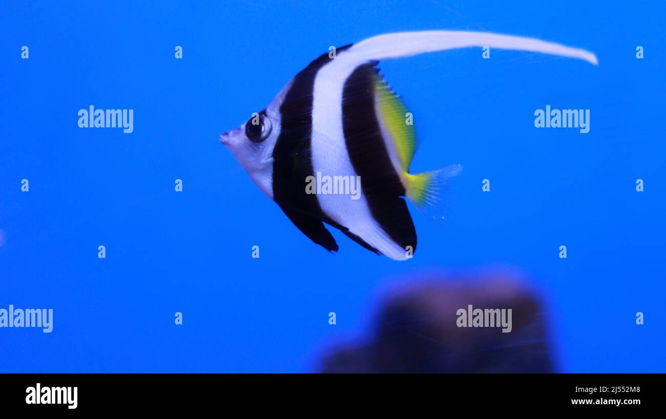 Angel fish long taile aquarium fish Stock Photo