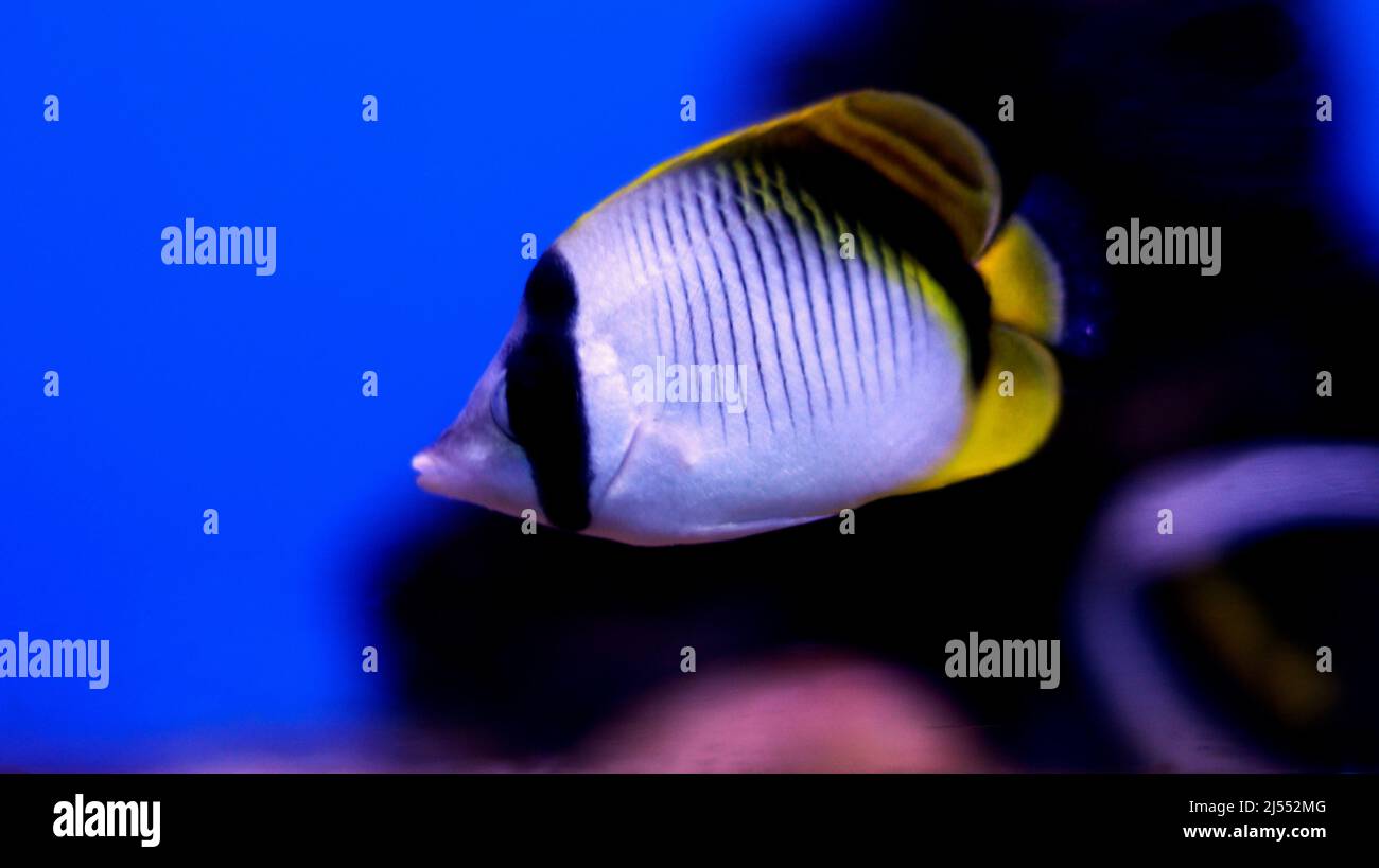 fresh water fish, aquarium fish Stock Photo