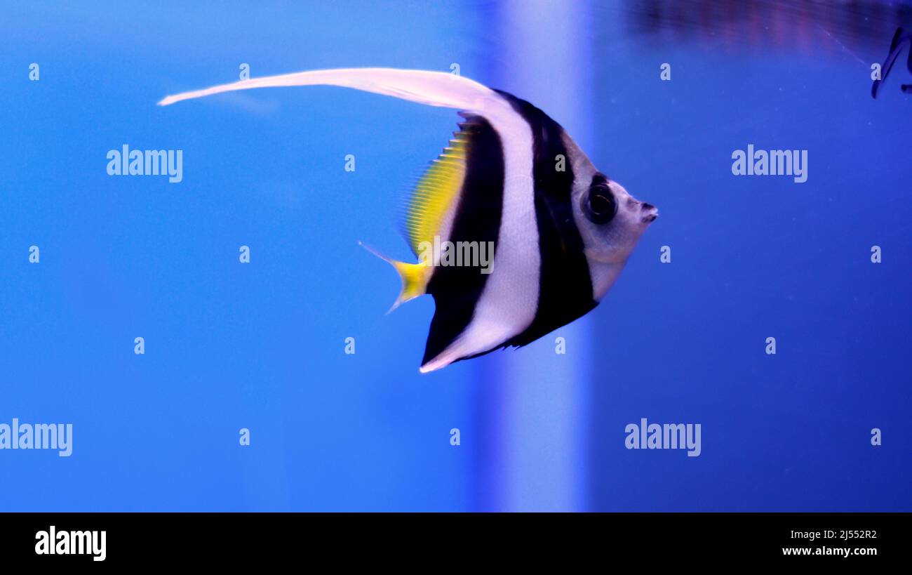 Angel fish long taile aquarium silver fish Stock Photo