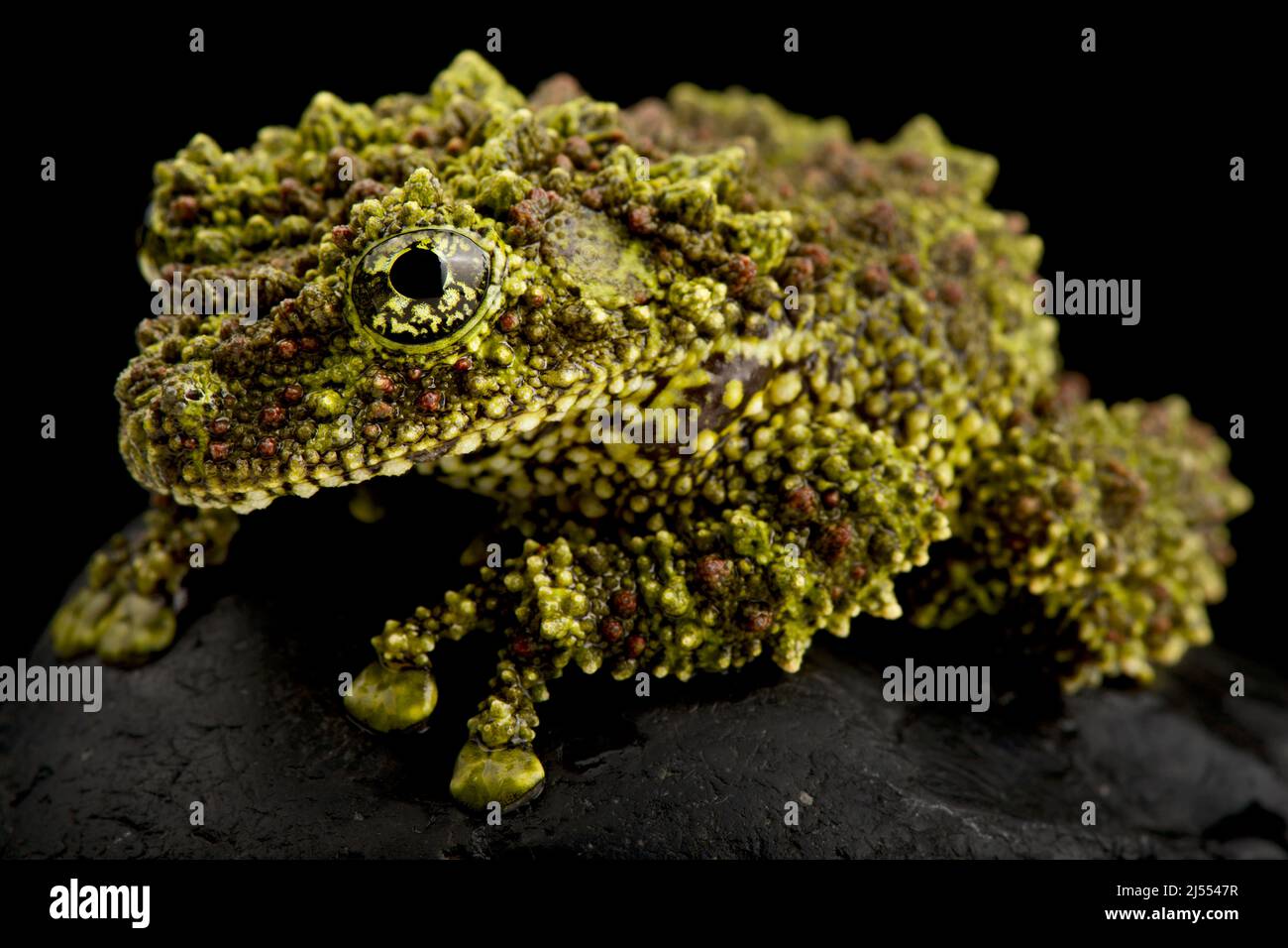 Vietnamese Mossy Frog (Theloderma corticale) Stock Photo